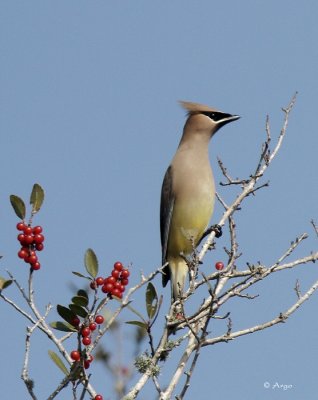 Cedar Waxwing