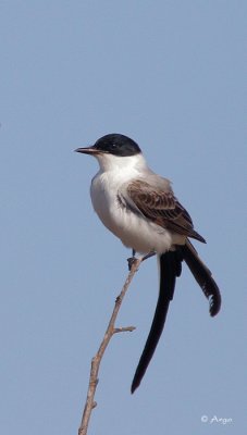 Fork-tailed Flycatcher