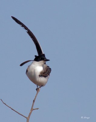 Fork-tailed Flycatcher