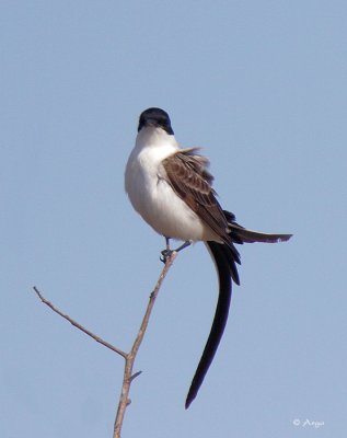 Fork-tailed Flycatcher