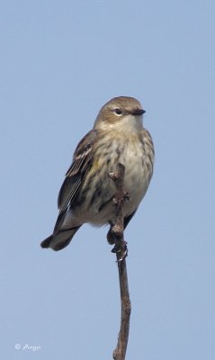 Yellow-rumped Warbler