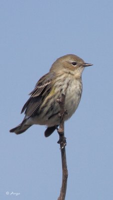 Yellow-rumped Warbler