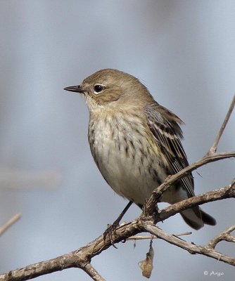 Yellow-rumped Warbler