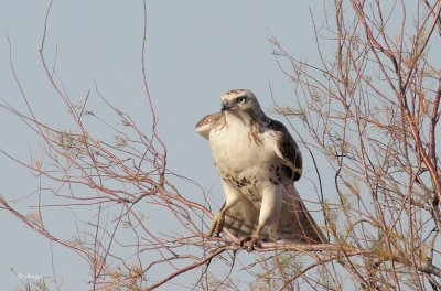 Red-Tailed Hawk 