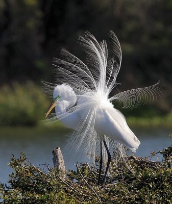 Great Egret
