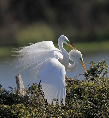 Great Egrets