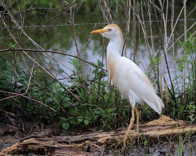 Cattle Egret