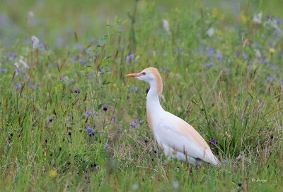 Cattle Egret