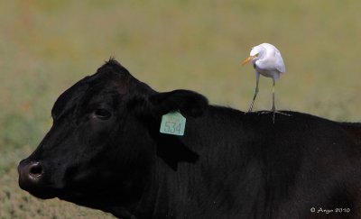 Cattle Egret
