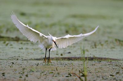 Snowy Egret