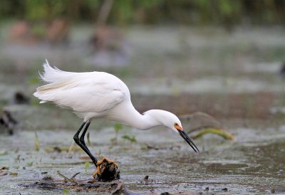 Snowy Egret