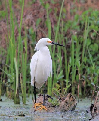 Snowy Egret