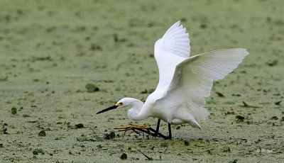 Snowy Egret