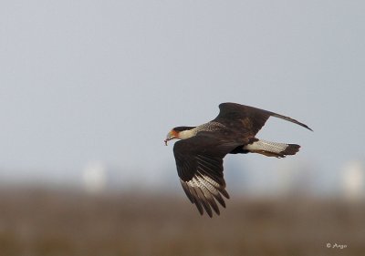 Crested Caracara