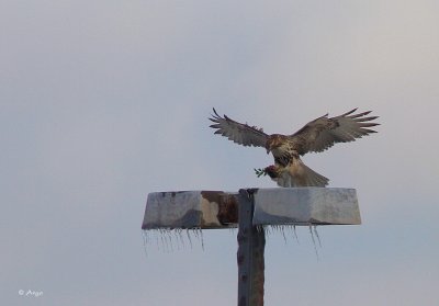 Red-tailed Hawk