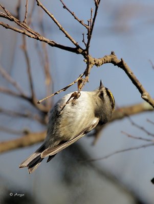 Golden-crowned Kinglet