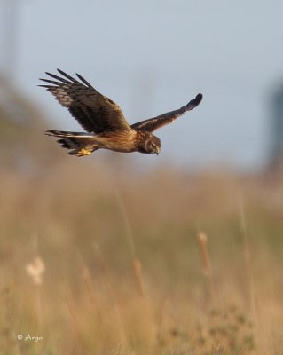 Northern Harrier