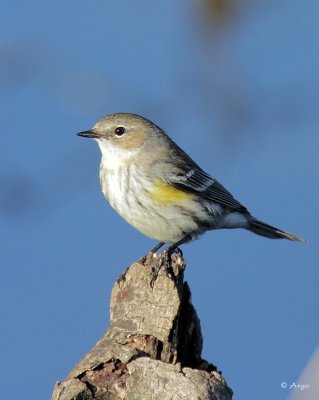 Yellow-rumped Warbler