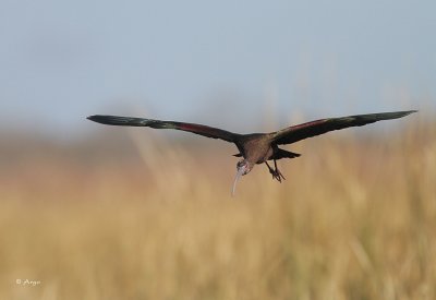 White-faced Ibis