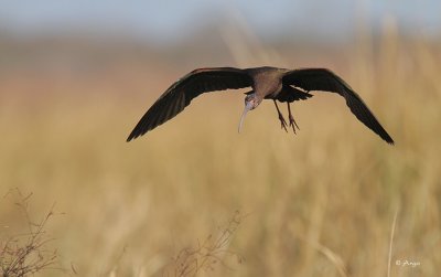 White-faced Ibis