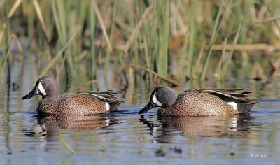 Blue-winged Teal