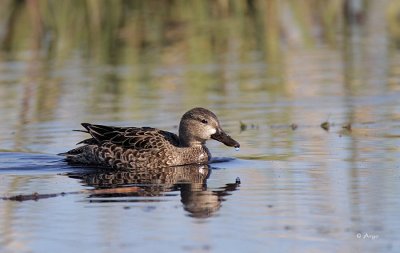 Blue-winged Teal