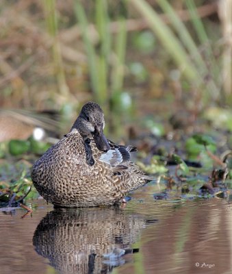 Blue-winged Teal