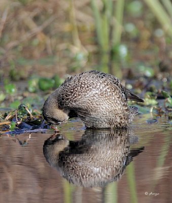 Blue-winged Teal