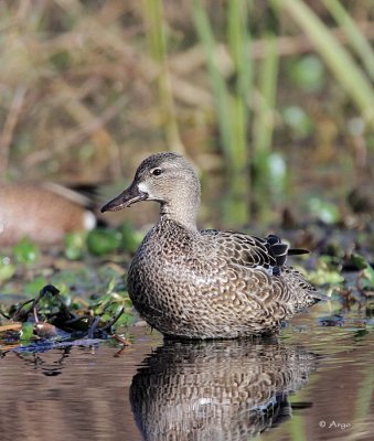 Blue-winged Teal