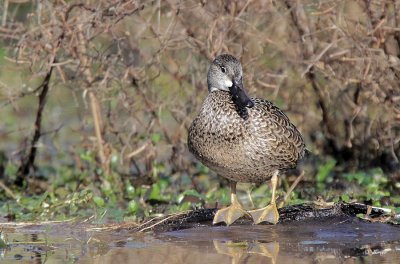 Blue-winged Teal