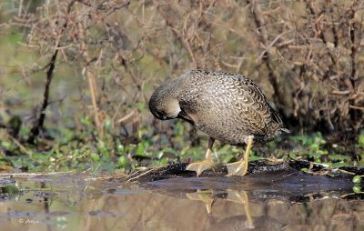 Blue-winged Teal
