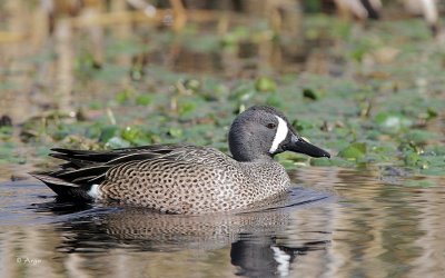 Blue-winged Teal