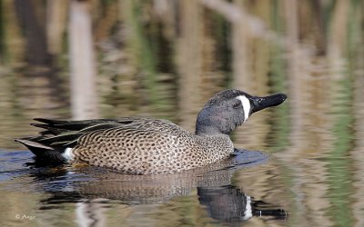 Blue-winged Teal