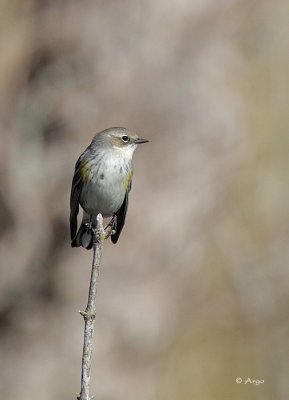 Yellow-rumped Warbler