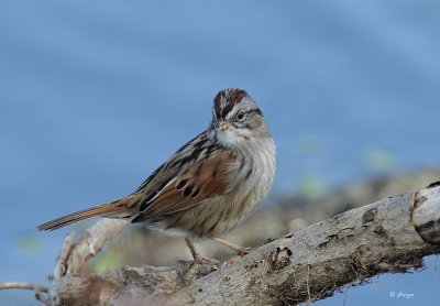 Swamp Sparrow