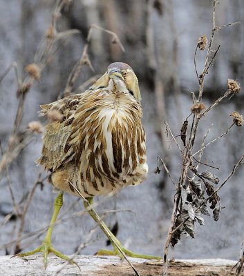 American Bittern