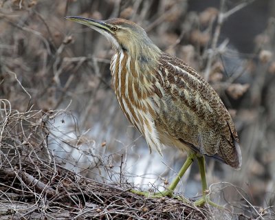 American Bittern