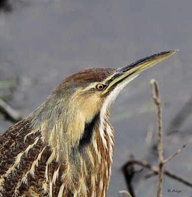 American Bittern