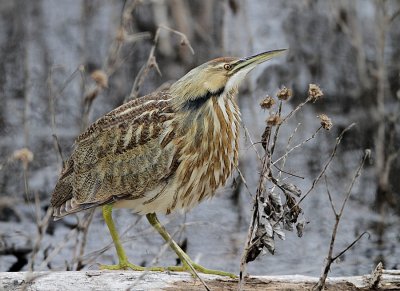 American Bittern