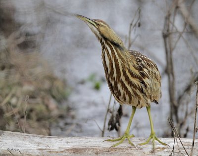 American Bittern