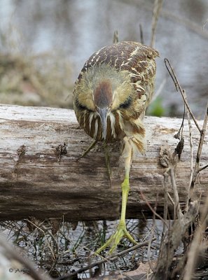 American Bittern