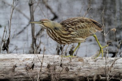 American Bittern