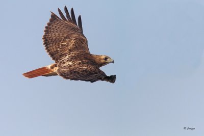 Red-tailed Hawk