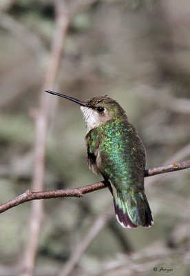 Black-chinned  Hummingbird