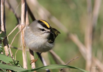 Golden-crowned Kinglet