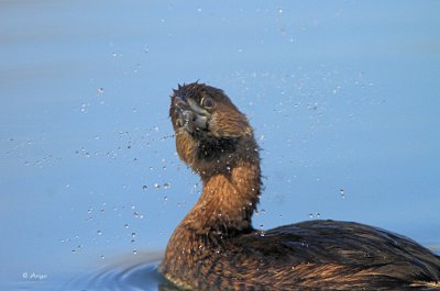 Peid-billed Grebe