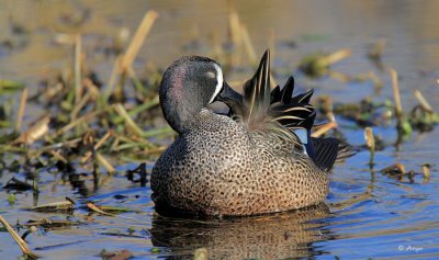 Blue-winged Teal