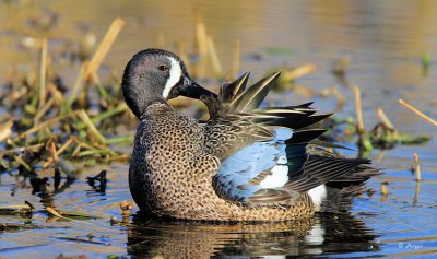 Blue-winged Teal