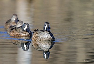 Blue-winged Teal