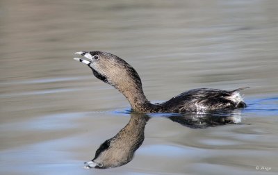 Pied-billed Grebe